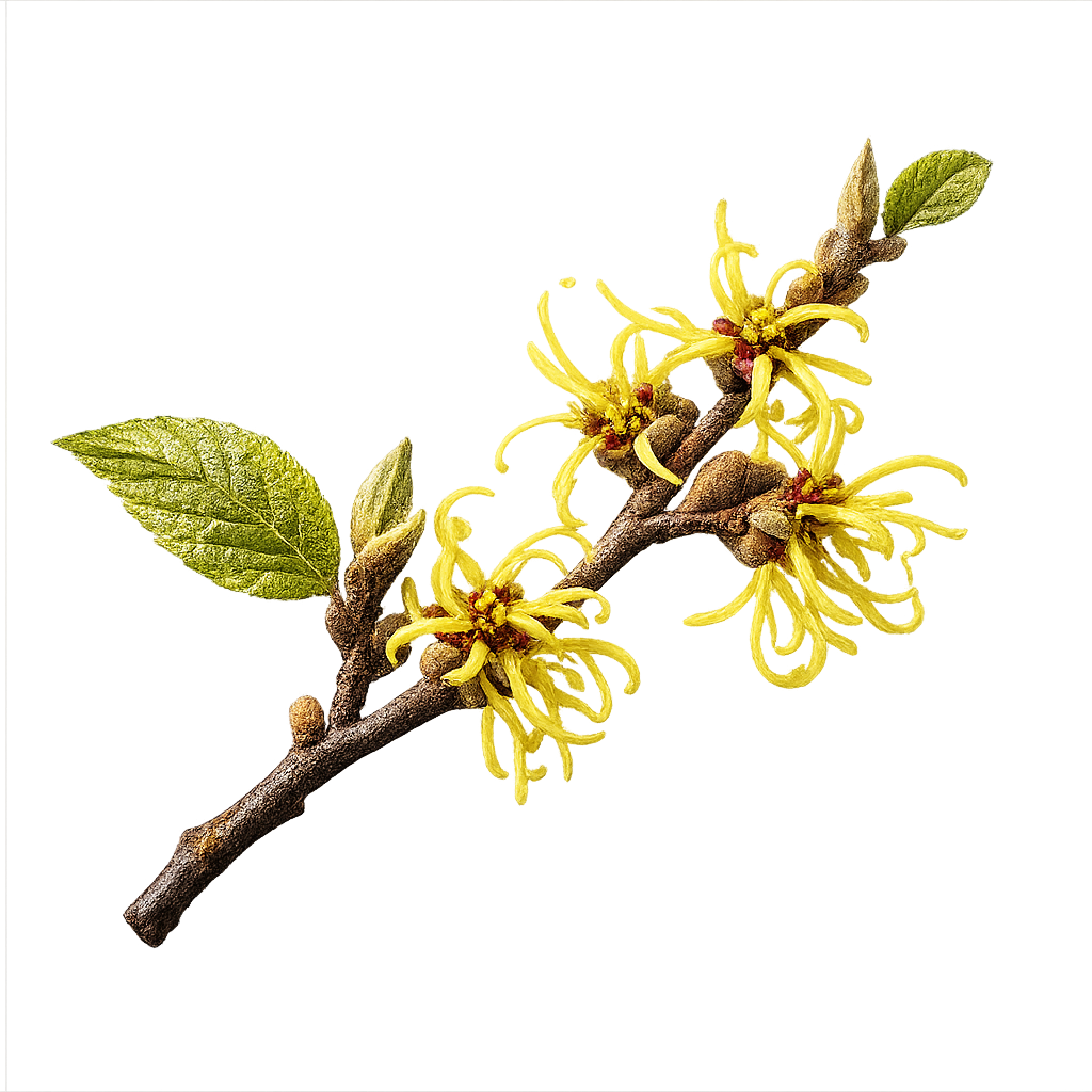 files/witch-hazel-22.png
